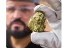 Gold Extraction Process