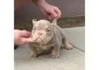 American Bully and American Pitbull Terrier Puppies for sale |