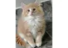 Adorable Siberian Kittens ready for new home.