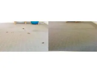Need Professional Carpet Cleaning in Adelaide? We’ve Got You Covered! Need Professional Carpet Cleaning in Adelaide? We’ve Got You Covered!