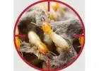 Termite Control | Bug Free Pest Control