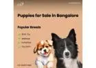 Best Puppies for Sale in Bangalore-Aubreepets