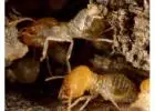 Termite Treatment Sydney | Knockdown Pest Control