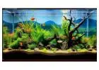 Oasis Aquariums – Premium Aquarium Fish Tank Shop in Sydney