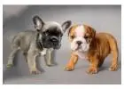 Französische & Englische Bulldoggen – Direkt vom Züchter!