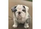 Englische Bulldoggen Welpen Zu Verkaufen – Liebevolle Bulldoggen Für Die Ganze Familie