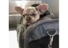 Ihr neuer Liebling wartet – Französische Bulldoggen jetzt verfügbar!