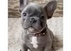 Zuckersüße Mini Bulldoggen – Direkt vom Züchter erhältlich!