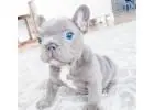 Mini Bulldoggen Welpen – Ihr perfekter kleiner Begleiter wartet!