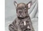 Premium Mini Bulldoggen – Seriöse Zucht mit Herz & Erfahrung!