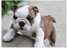Englische Bulldoggen Welpen – Gesund, Geprüft & Mit Papieren!