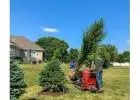 Tree Planting | Trees for Sale | Buy Direct from Farm with Delivery