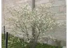 Autumn Brilliance® Serviceberry Tree | Delivery, Planting, & 1-Year Warranty