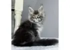 Maine Coon Kätzchen kaufen – Reinrassig, gesund & sozialisiert
