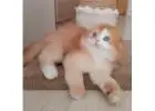 Scottish Fold Kätzchen zu verkaufen – Einzigartig mit Knopfohren