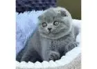 Scottish Fold Kätzchen mit Charakter – Ihr neues Familienmitglied wartet
