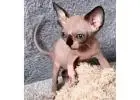 Sphynx-Kätzchen kaufen – Reinrassig, gesund & voller Persönlichkeit