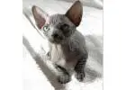 Sphynx Kitten gesucht? Hier werden Sie fündig!
