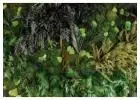 Jardines verticales preservados