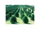 Tree Planting | Trees for Sale | Buy Direct from Farm with Delivery