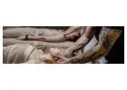 Derive our hands-on practical course to become Hawaiian Healers Oahu