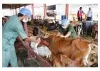 Gaushala in Haryana Supporting Cow Rescue & Care