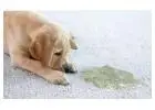 Carpet Urine Smell Removal in Allentown, PA | Restore Your Carpets Today