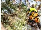 Tree Removal Milang - Professional Tree Experts