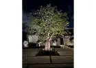 Outdoor Lighting in Miami
